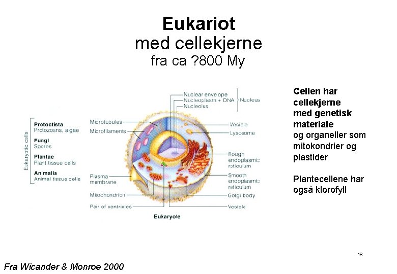 Eukariot med cellekjerne fra ca ? 800 My Cellen har cellekjerne med genetisk materiale