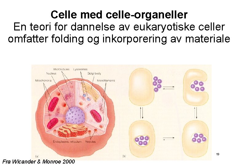 Celle med celle-organeller En teori for dannelse av eukaryotiske celler omfatter folding og inkorporering