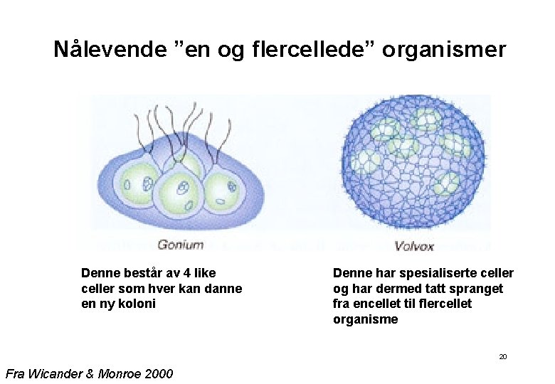 Nålevende ”en og flercellede” organismer Denne består av 4 like celler som hver kan