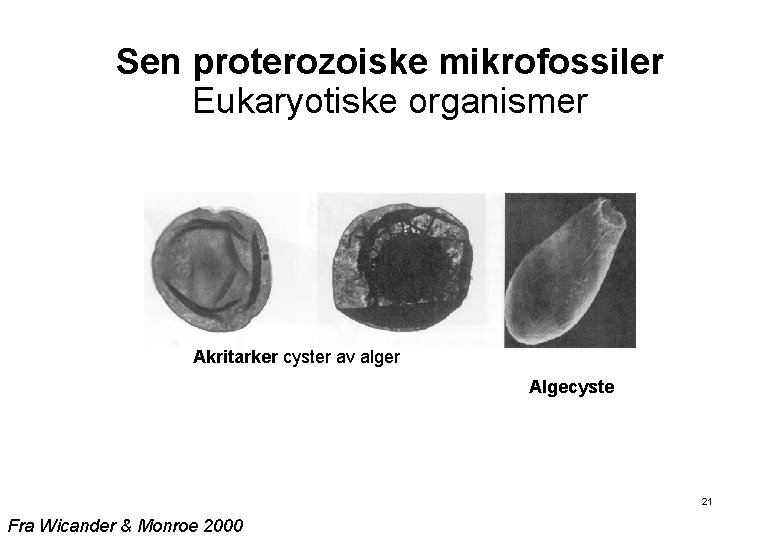 Sen proterozoiske mikrofossiler Eukaryotiske organismer Akritarker cyster av alger Algecyste 21 Fra Wicander &