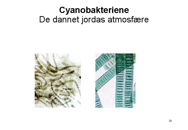 Cyanobakteriene De dannet jordas atmosfære 23 