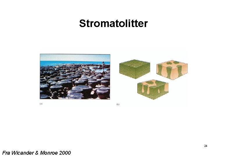 Stromatolitter 24 Fra Wicander & Monroe 2000 