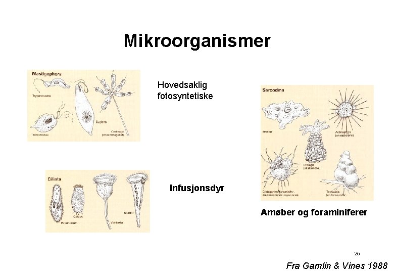 Mikroorganismer Hovedsaklig fotosyntetiske Infusjonsdyr Amøber og foraminiferer 25 Fra Gamlin & Vines 1988 