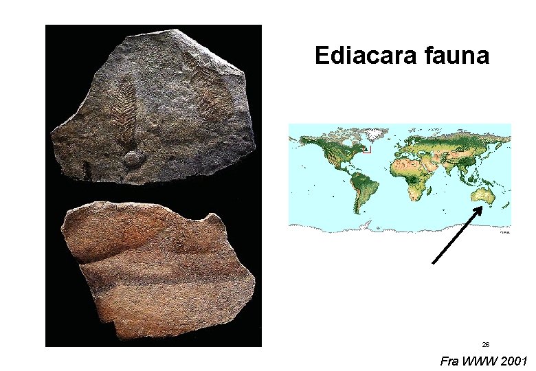 Ediacara fauna 26 Fra WWW 2001 