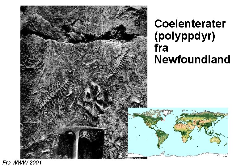 Coelenterater (polyppdyr) fra Newfoundland 27 Fra WWW 2001 