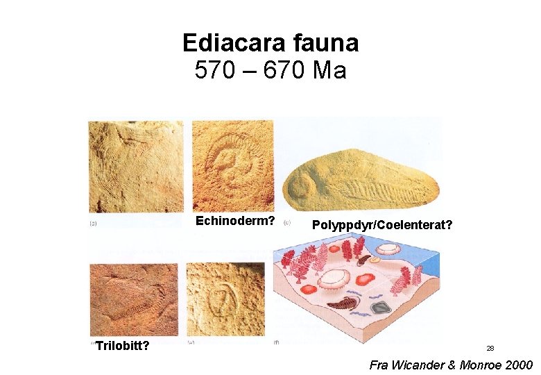 Ediacara fauna 570 – 670 Ma Echinoderm? Trilobitt? Polyppdyr/Coelenterat? 28 Fra Wicander & Monroe