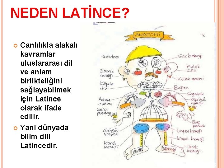 NEDEN LATİNCE? Canlılıkla alakalı kavramlar uluslararası dil ve anlam birlikteliğini sağlayabilmek için Latince olarak