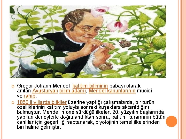  Gregor Johann Mendel kalıtım biliminin babası olarak anılan Avusturyalı bilim adamı, Mendel kanunlarının