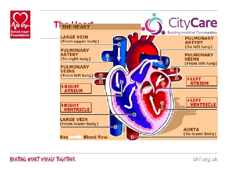 The Heart 