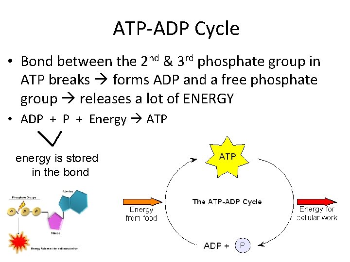 ATP-ADP Cycle • Bond between the 2 nd & 3 rd phosphate group in