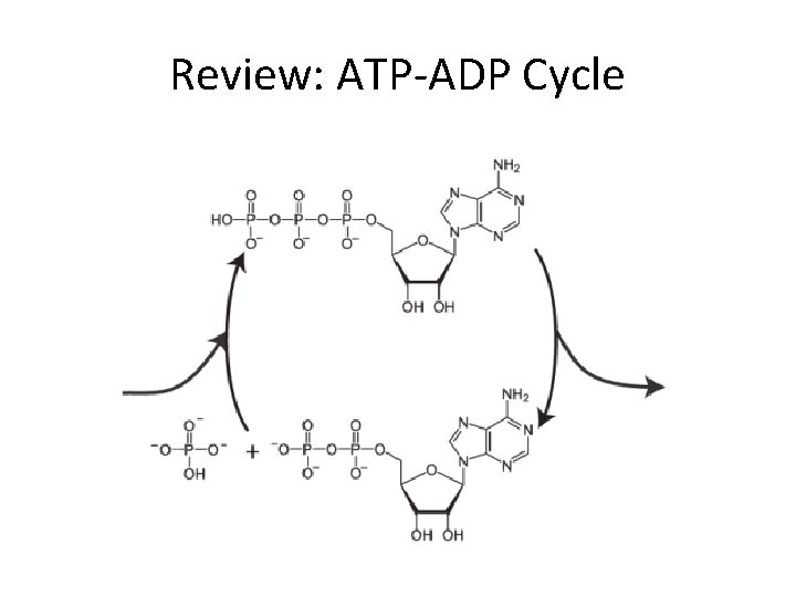 Review: ATP-ADP Cycle 