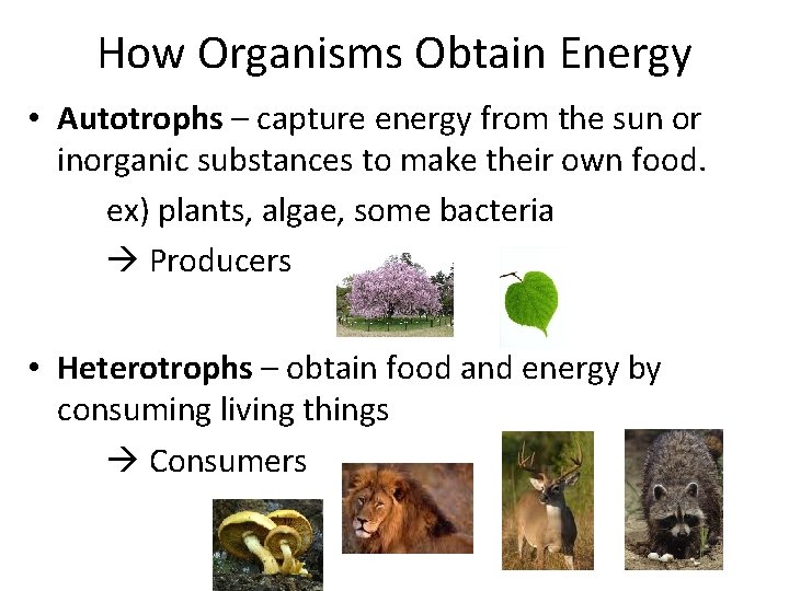 How Organisms Obtain Energy • Autotrophs – capture energy from the sun or inorganic