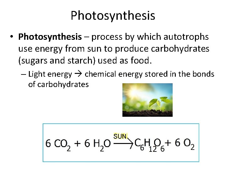 Photosynthesis • Photosynthesis – process by which autotrophs use energy from sun to produce
