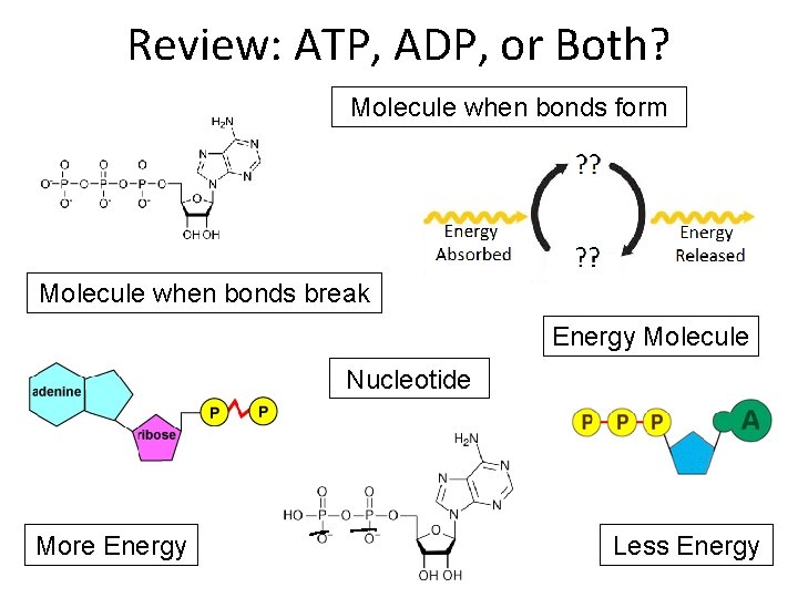 Review: ATP, ADP, or Both? Molecule when bonds form Molecule when bonds break Energy