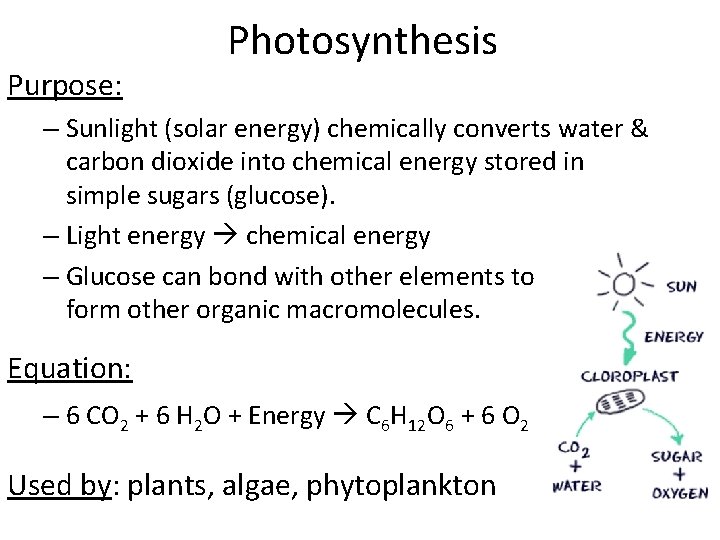 Purpose: Photosynthesis – Sunlight (solar energy) chemically converts water & carbon dioxide into chemical