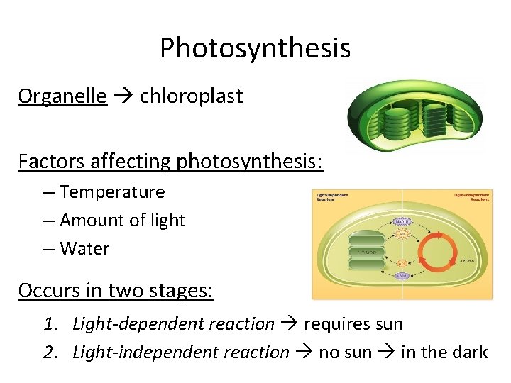 Photosynthesis Organelle chloroplast Factors affecting photosynthesis: – Temperature – Amount of light – Water