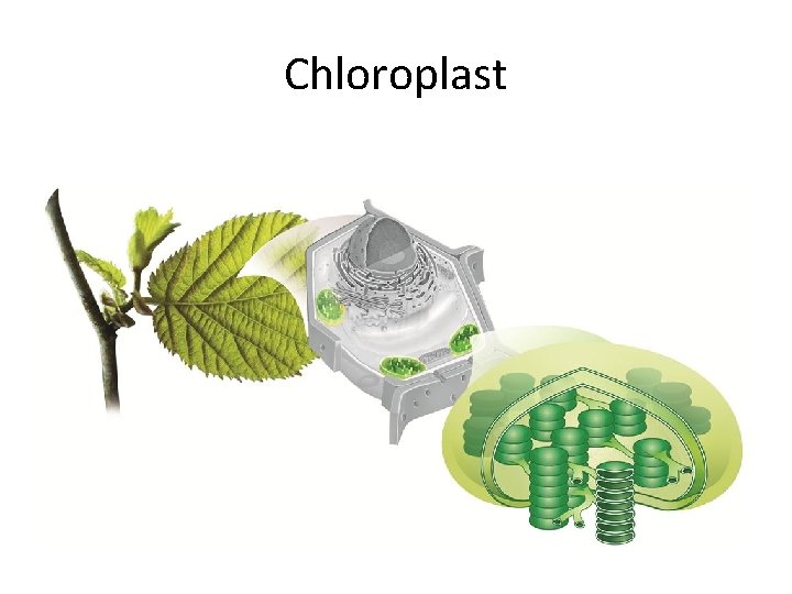 Chloroplast 