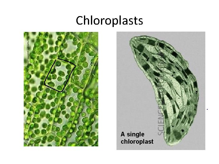 Chloroplasts A single chloroplast 