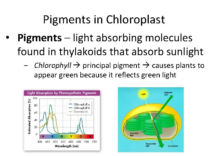 Pigments in Chloroplast • Pigments – light absorbing molecules found in thylakoids that absorb