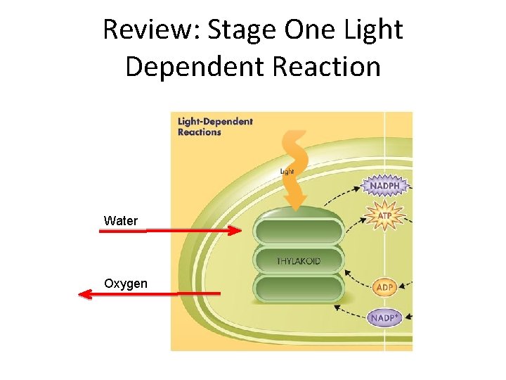 Review: Stage One Light Dependent Reaction Water Oxygen 