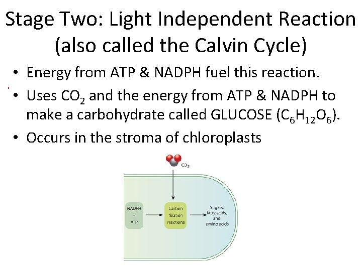 Stage Two: Light Independent Reaction (also called the Calvin Cycle) • Energy from ATP