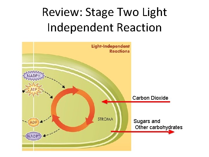 Review: Stage Two Light Independent Reaction Carbon Dioxide Sugars and Other carbohydrates 