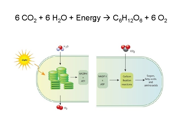 6 CO 2 + 6 H 2 O + Energy C 6 H 12