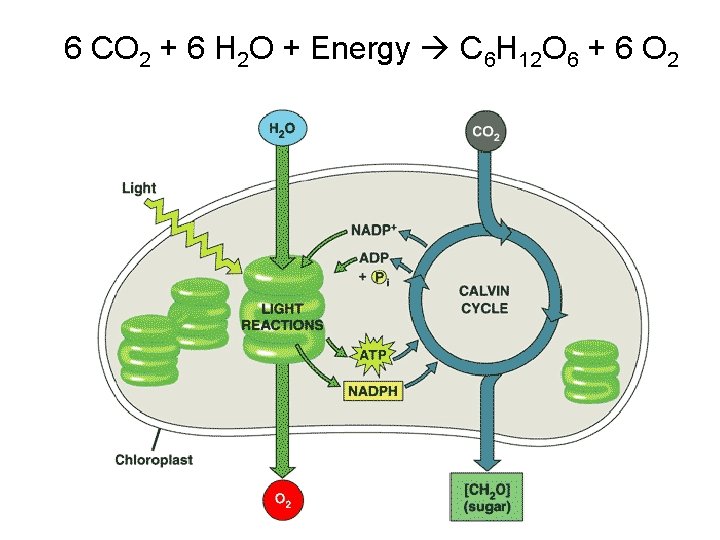 6 CO 2 + 6 H 2 O + Energy C 6 H 12