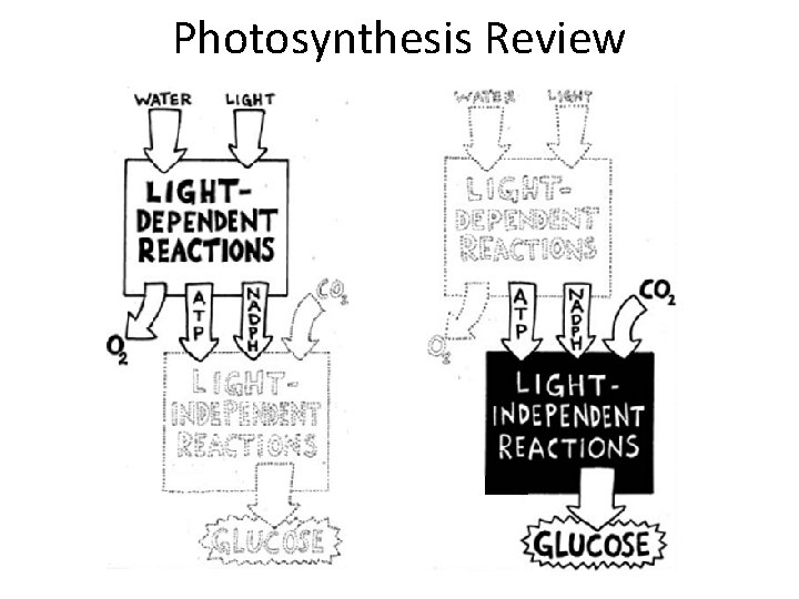 Photosynthesis Review 