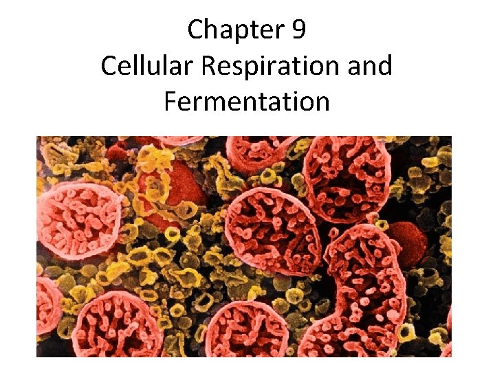 Chapter 9 Cellular Respiration and Fermentation 