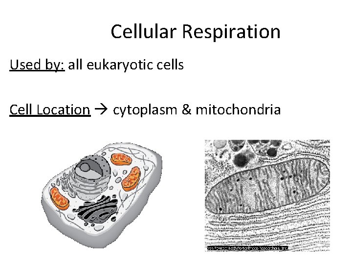 Cellular Respiration Used by: all eukaryotic cells Cell Location cytoplasm & mitochondria 