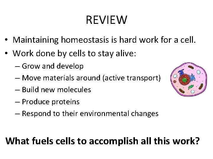 REVIEW • Maintaining homeostasis is hard work for a cell. • Work done by