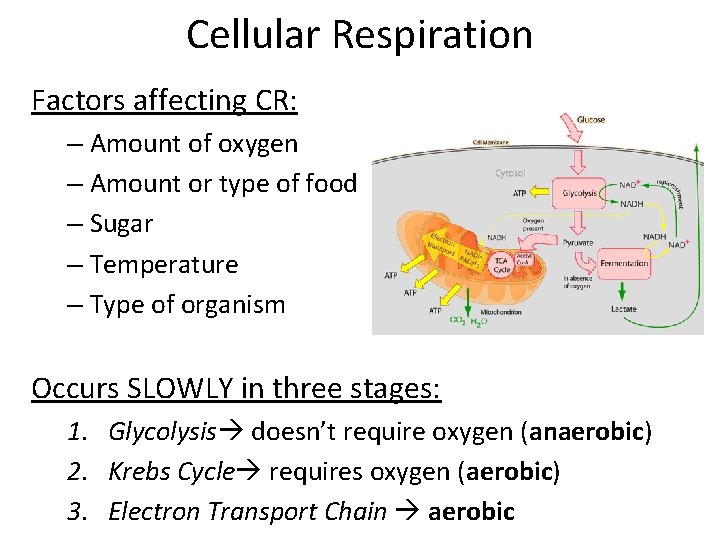 Cellular Respiration Factors affecting CR: – Amount of oxygen – Amount or type of