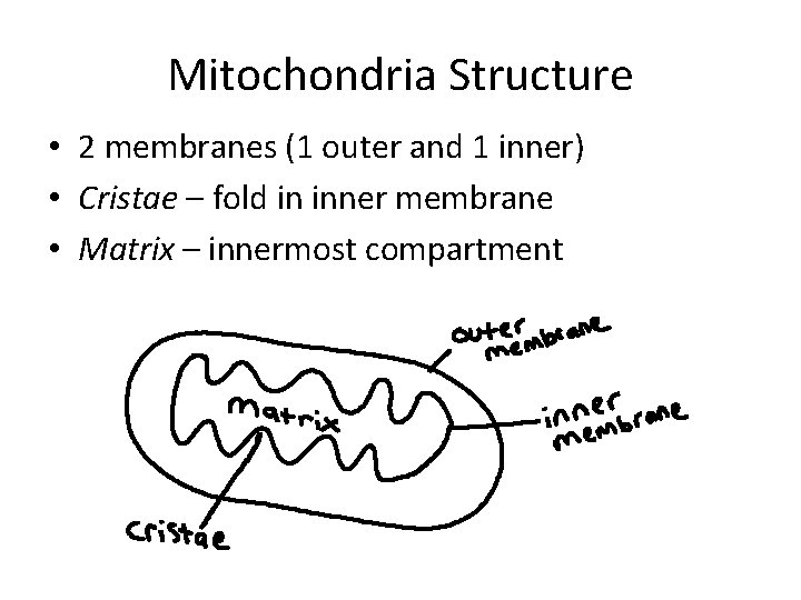 Mitochondria Structure • 2 membranes (1 outer and 1 inner) • Cristae – fold