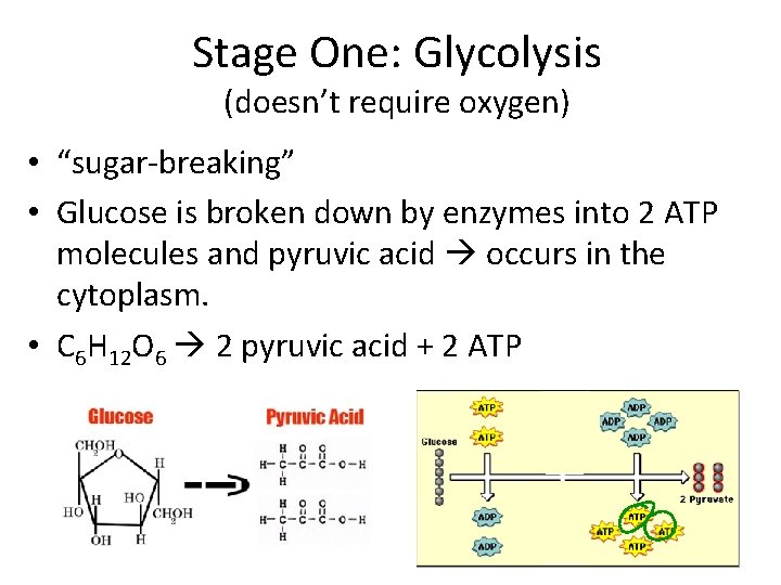 Stage One: Glycolysis (doesn’t require oxygen) • “sugar-breaking” • Glucose is broken down by