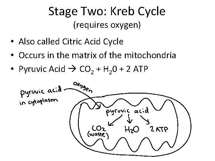 Stage Two: Kreb Cycle (requires oxygen) • Also called Citric Acid Cycle • Occurs