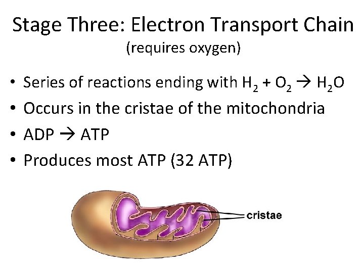 Stage Three: Electron Transport Chain (requires oxygen) • Series of reactions ending with H