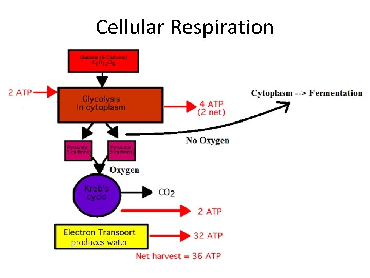 Cellular Respiration 