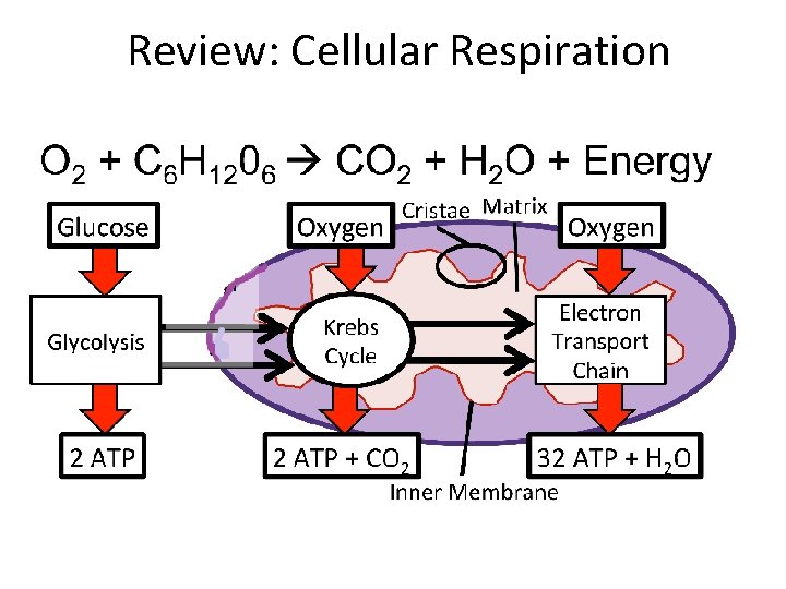 Review: Cellular Respiration 
