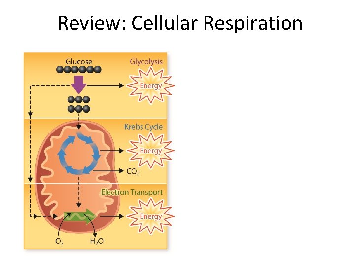 Review: Cellular Respiration 