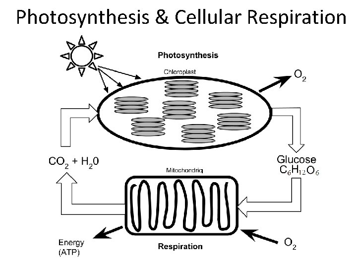 Photosynthesis & Cellular Respiration 