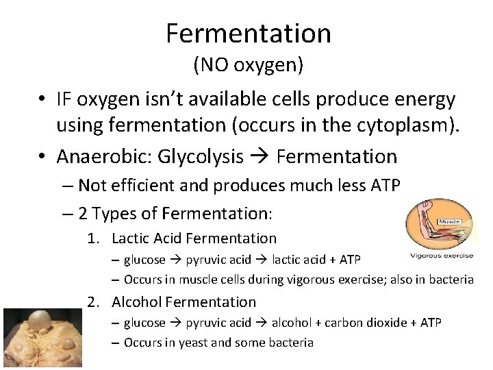 Fermentation (NO oxygen) • IF oxygen isn’t available cells produce energy using fermentation (occurs