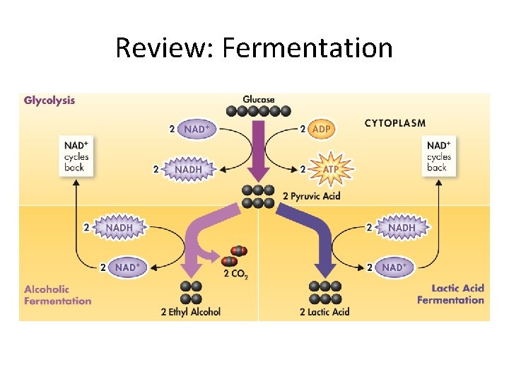 Review: Fermentation 