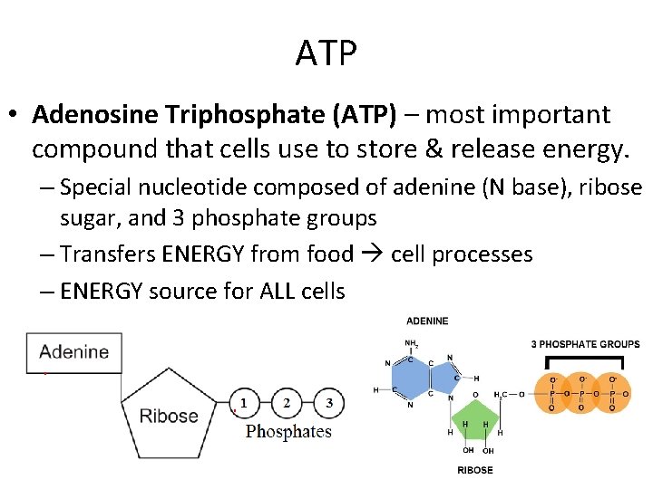 ATP • Adenosine Triphosphate (ATP) – most important compound that cells use to store