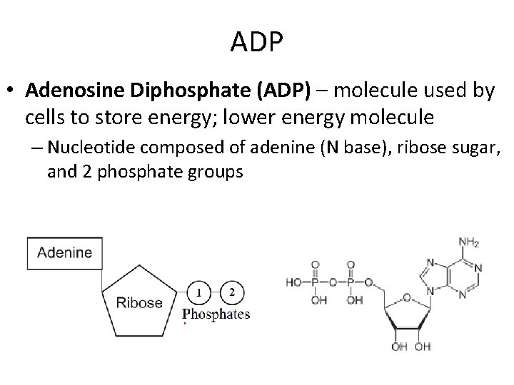 ADP • Adenosine Diphosphate (ADP) – molecule used by cells to store energy; lower