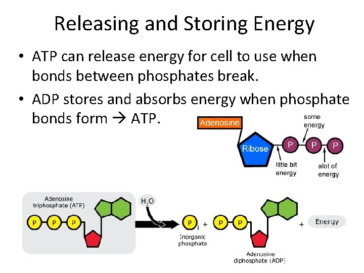 Releasing and Storing Energy • ATP can release energy for cell to use when