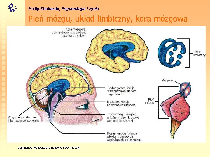 Philip Zimbardo, Psychologia i życie Pień mózgu, układ limbiczny, kora mózgowa Copyright © Wydawnictwo