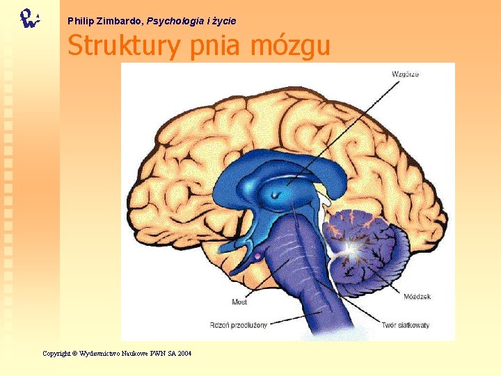 Philip Zimbardo, Psychologia i życie Struktury pnia mózgu Lynn O’Kelly Copyright © Wydawnictwo Naukowe