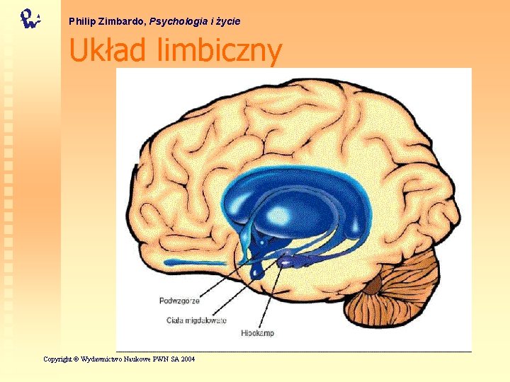 Philip Zimbardo, Psychologia i życie Układ limbiczny Lynn O’Kelly Copyright © Wydawnictwo Naukowe PWN