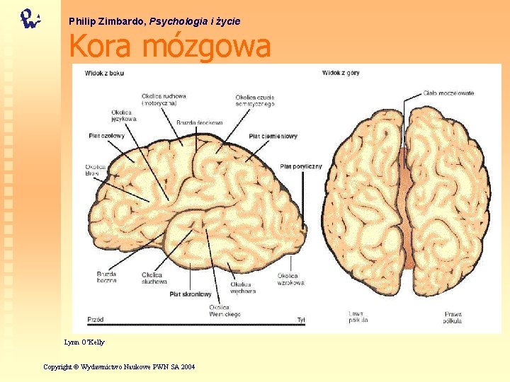 Philip Zimbardo, Psychologia i życie Kora mózgowa Lynn O’Kelly Copyright © Wydawnictwo Naukowe PWN